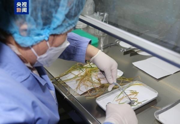  天宫农场樱桃番茄挂满枝头，航天员太空采收忙碌；十年技术积累，微重力绿色奇迹持续绽放。 新闻 天宫农场樱桃番茄挂满枝头，航天员太空采收忙碌；十年技术积累，微重力绿色奇迹持续绽放。 新闻