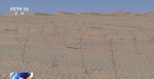  【深度解析】沙漠锁边技术的三重突破：推沙·机械·套种的技术演进路线 新闻