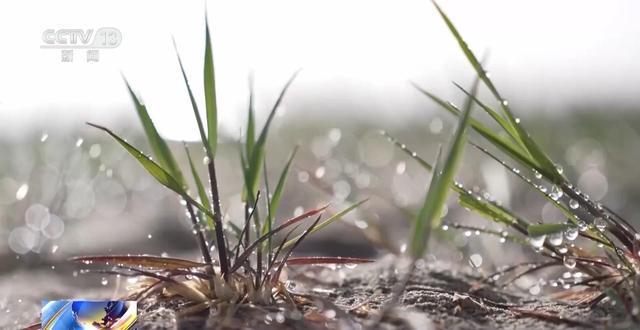  【深度解析】沙漠锁边技术的三重突破：推沙·机械·套种的技术演进路线 新闻