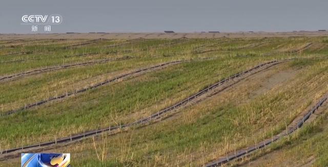  【深度解析】沙漠锁边技术的三重突破：推沙·机械·套种的技术演进路线 新闻